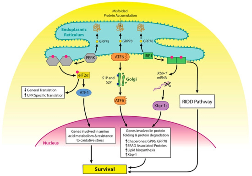 Understanding the mechanism of action of chlorpromazine